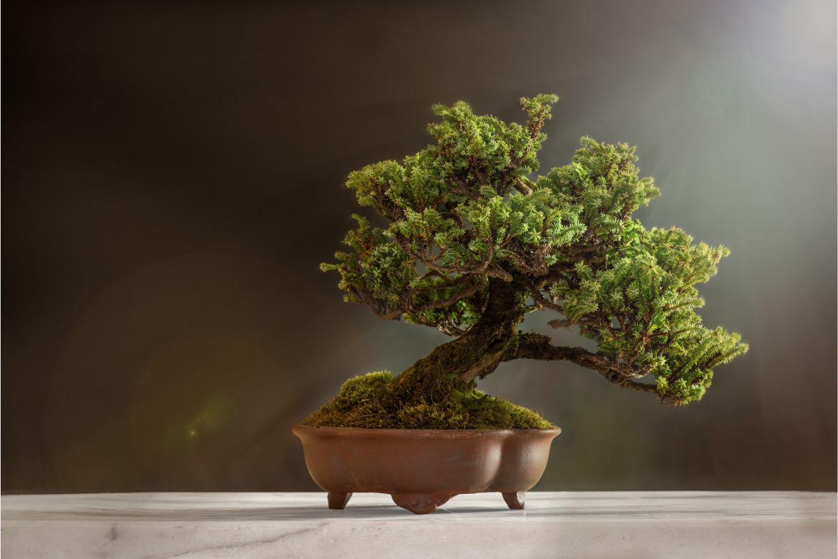 Are Bonsai Trees Hard To Grow?