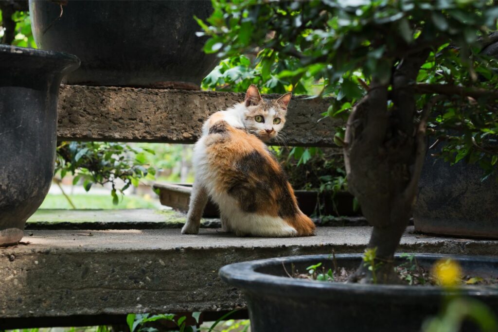 are-bonsai-trees-poisonous-to-cats-just-about-japan