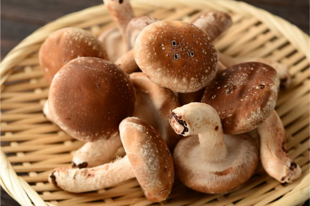 Can You Eat Raw Shiitake Mushrooms
