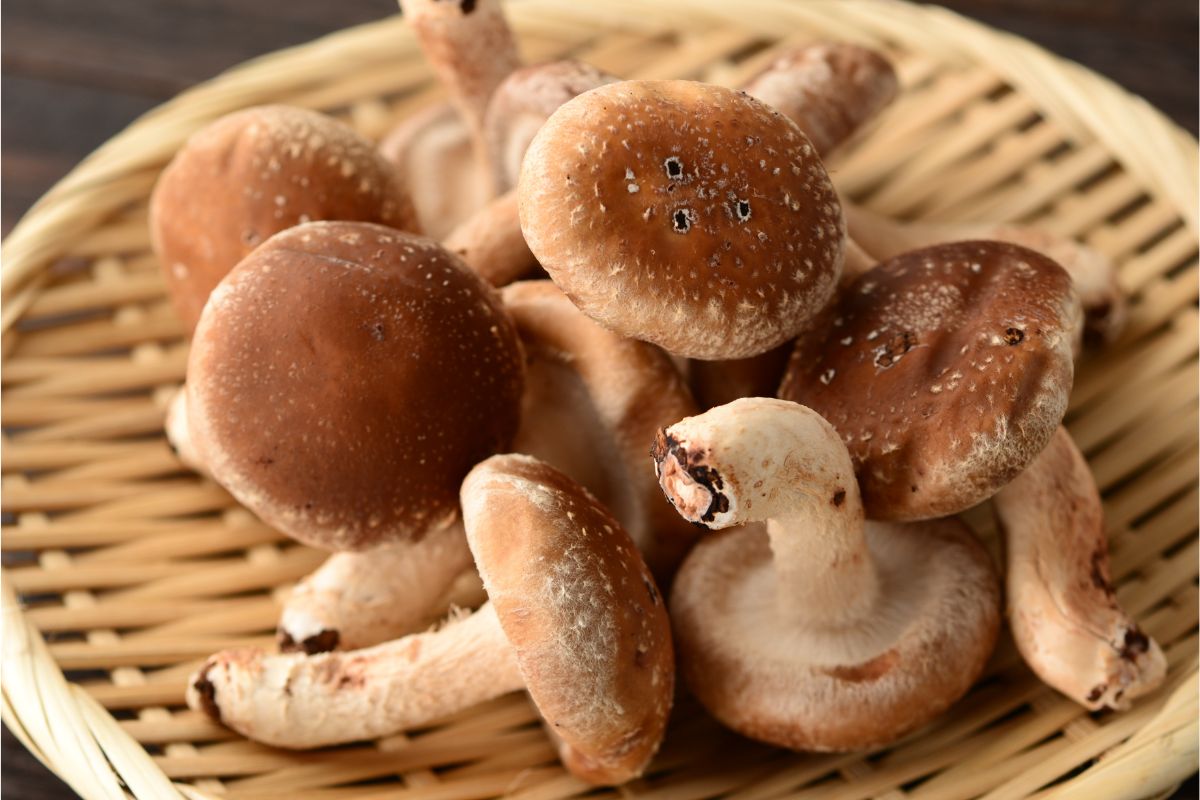 Can You Eat Raw Shiitake Mushrooms?