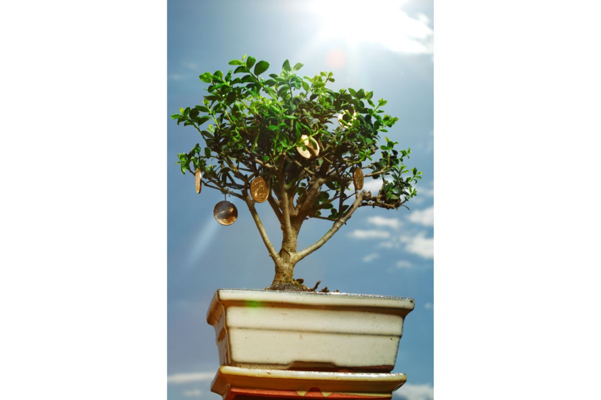 Do Bonsai Trees Need Sun?