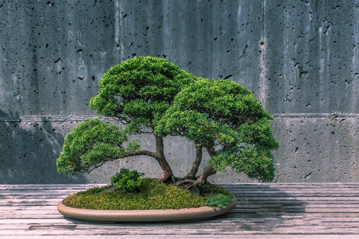 How Big Can A Bonsai Tree Get
