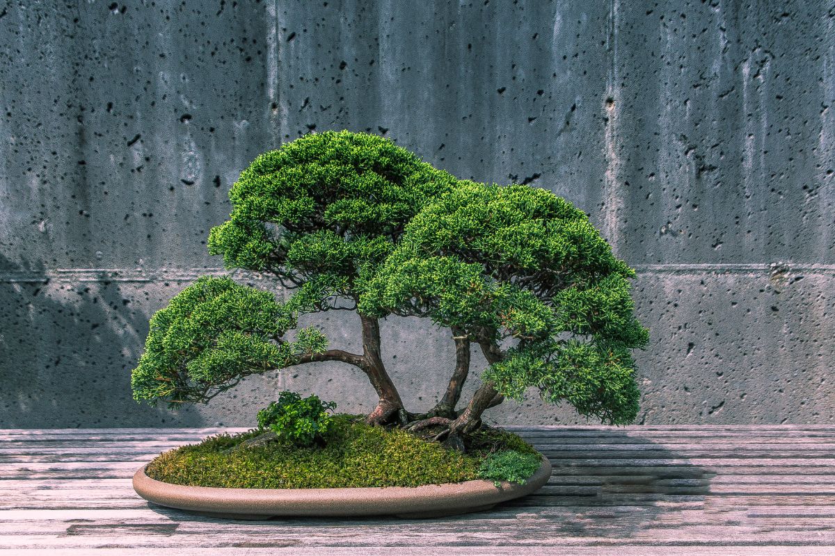 how-big-can-a-bonsai-tree-get-just-about-japan