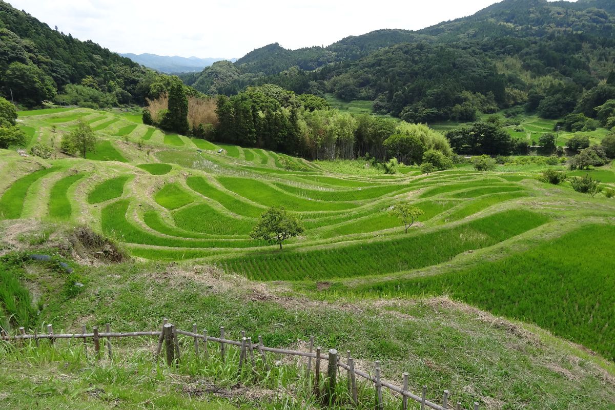 Oyama Rice Terrace 