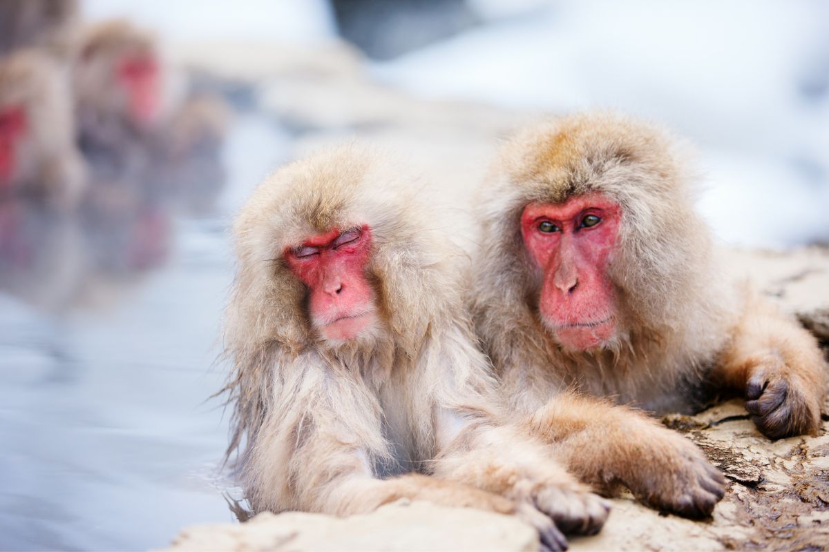 10 Must-Have Experiences Of Japanese Wildlife During Your Trip (Truly Amazing)
