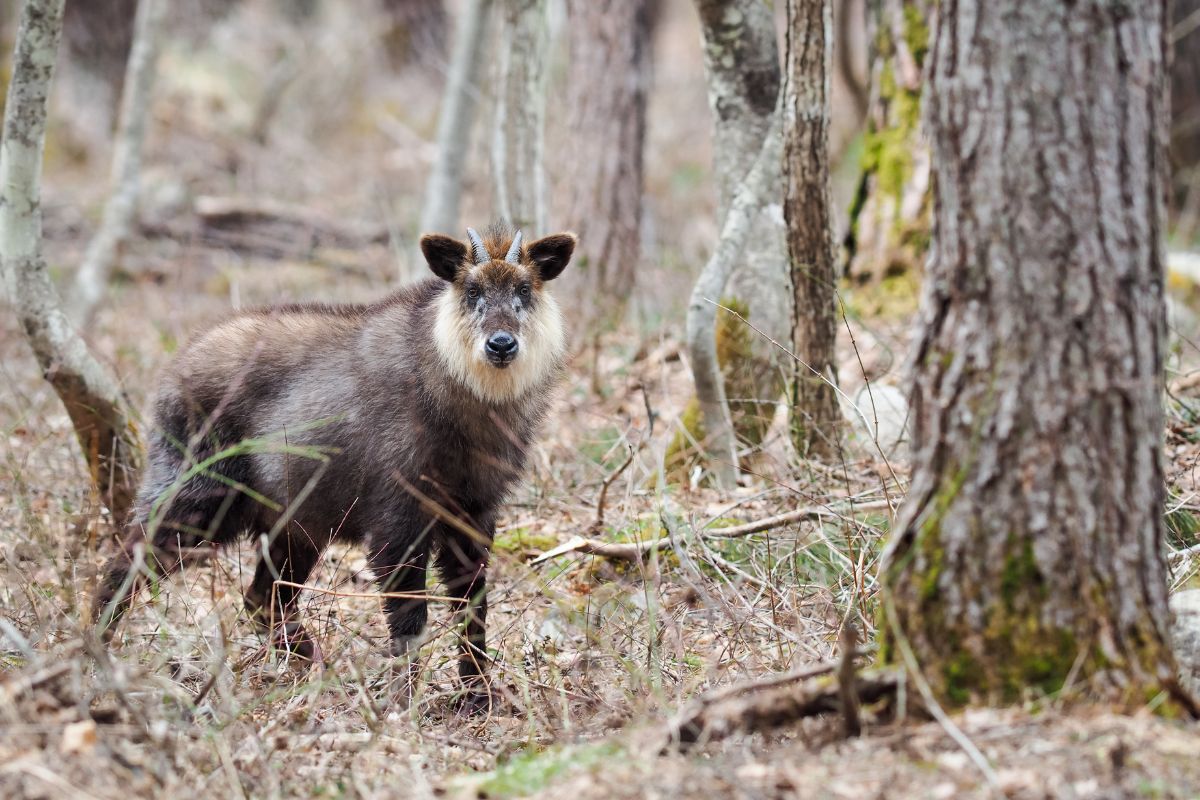 10 Must-Have Experiences Of Japanese Wildlife During Your Trip (Truly Amazing)
