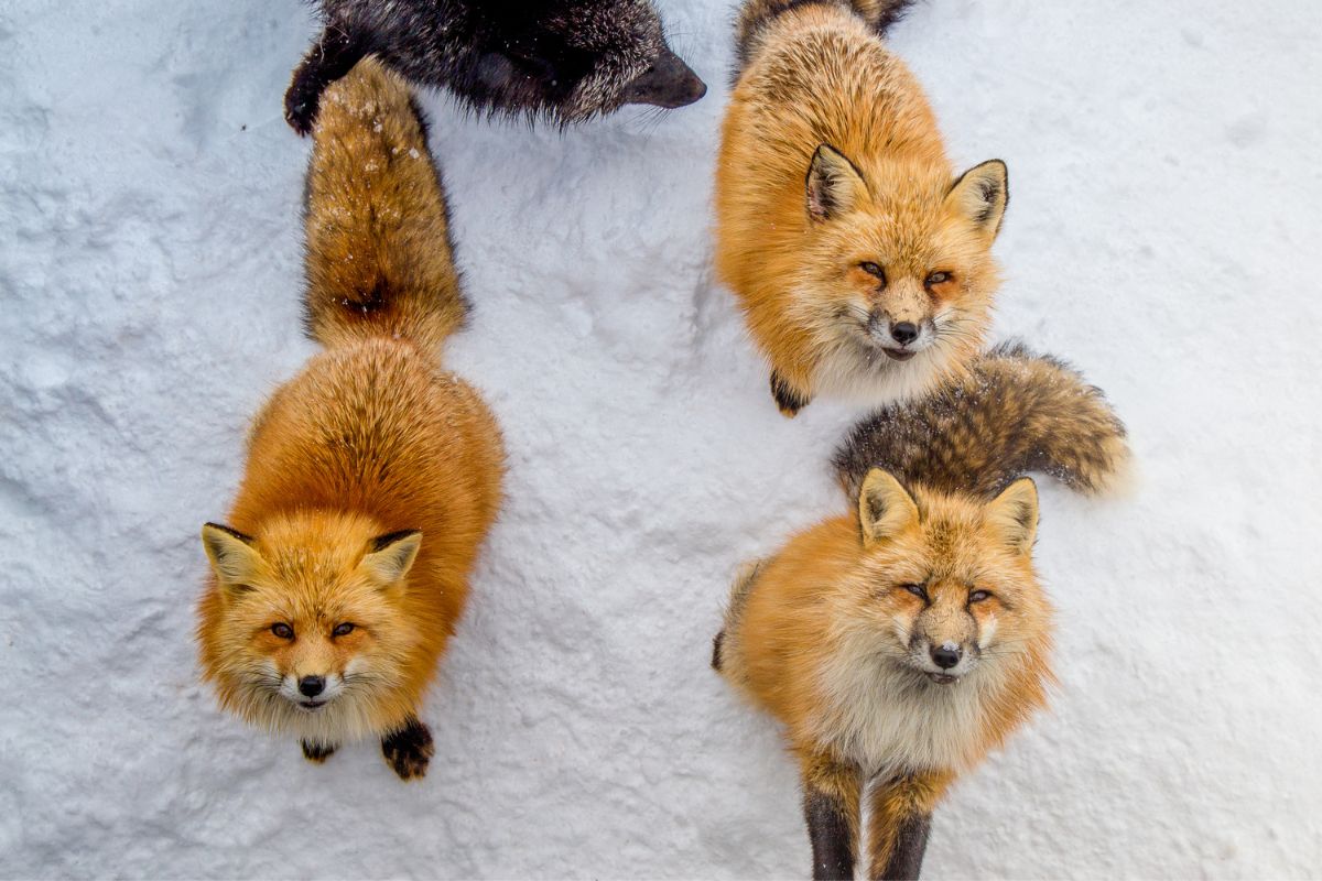 10 Must-Have Experiences Of Japanese Wildlife During Your Trip (Truly Amazing)
