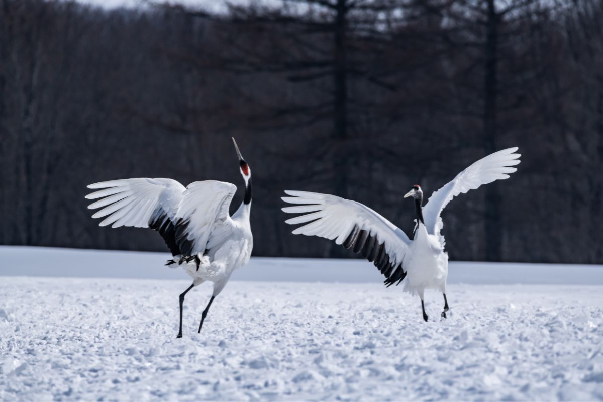 10 Must-Have Experiences Of Japanese Wildlife During Your Trip (Truly Amazing)
