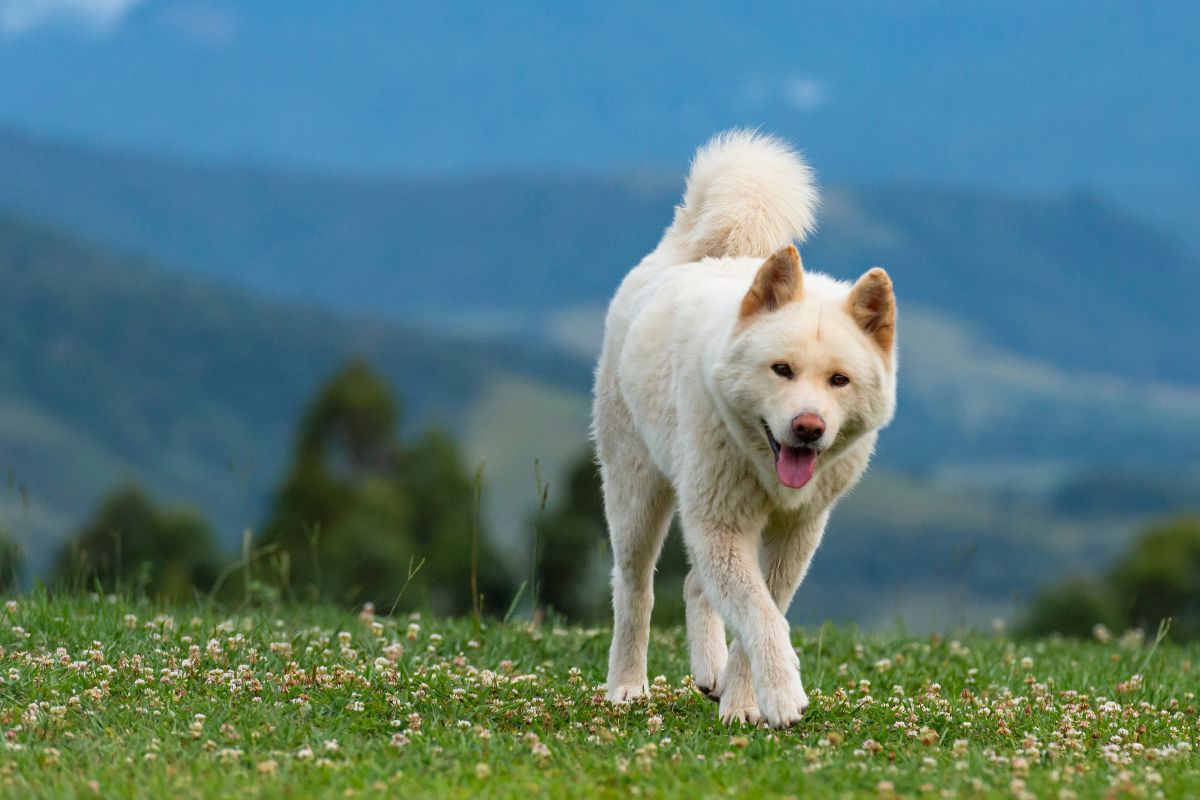 Akita