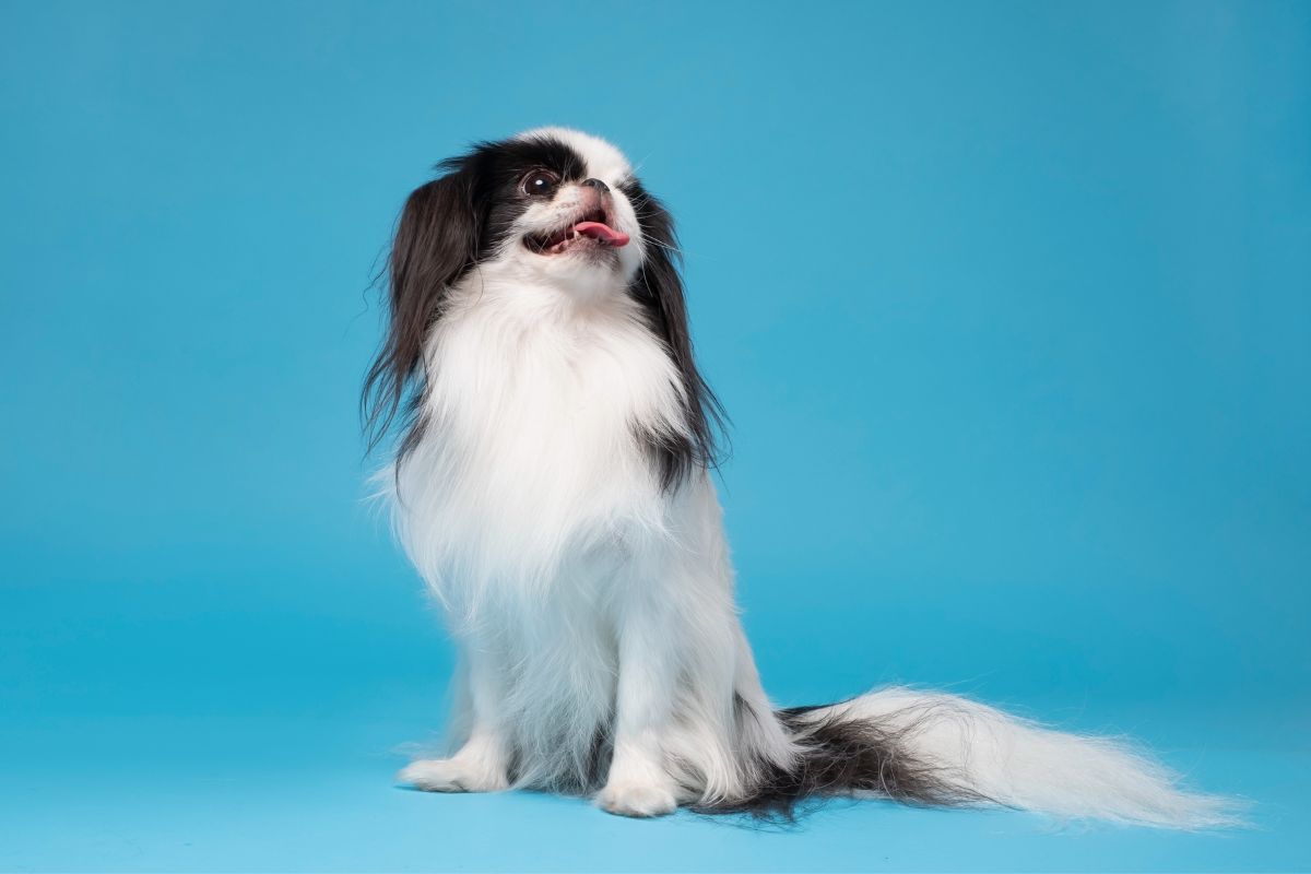 Japanese Chin