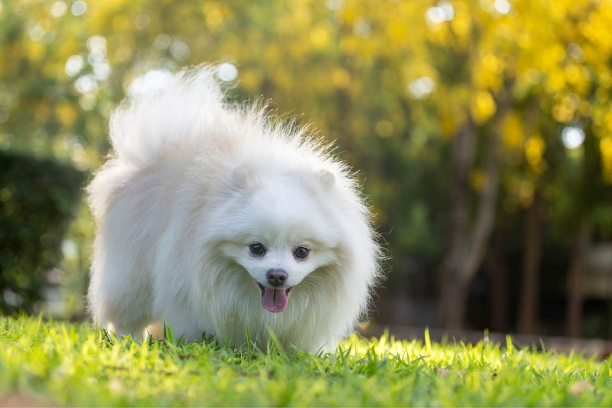 Japanese Spitz