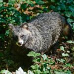 Native & Wild Animals That Live In Japan [Wildlife Guide]