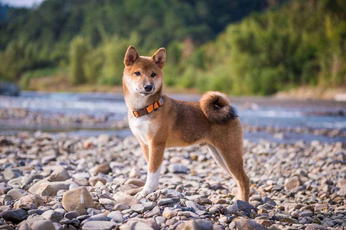 Shiba Inu