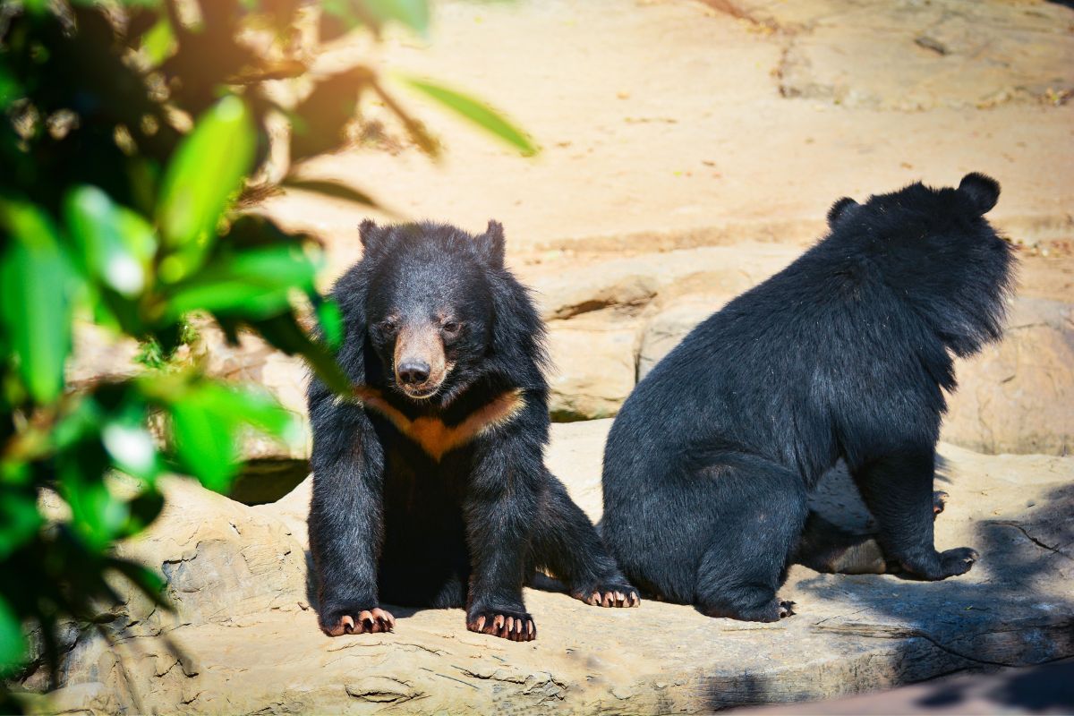 The 9 Most Dangerous Animals In Japan: Predators & More! - Just About Japan