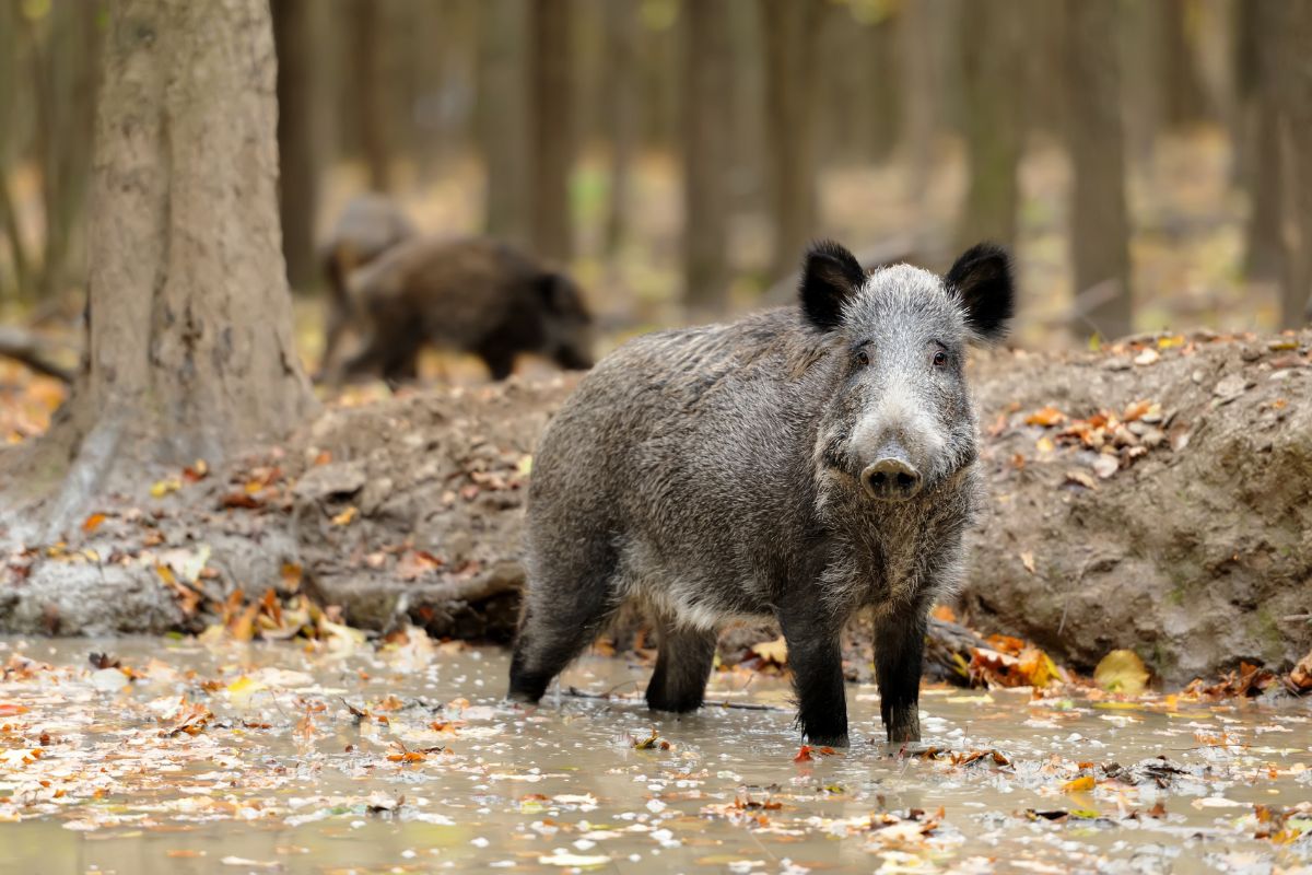 The 9 Most Dangerous Animals In Japan: Predators & More! - Just About Japan