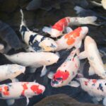 What Is A Nishikigoi? (Japan’s National Fish Explained)