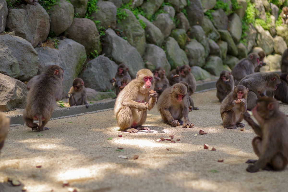 What Is The National Animal Of Japan?
