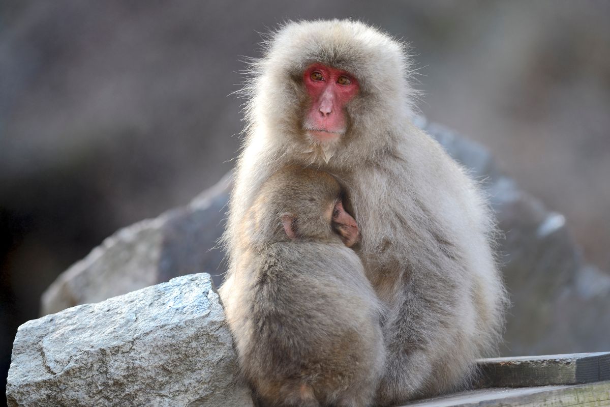 What Is The National Animal Of Japan?
