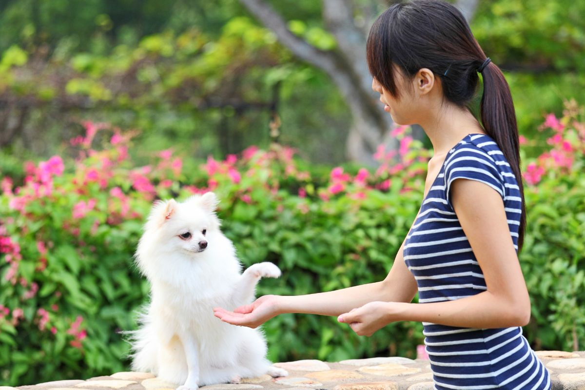 Which Are More Loved In Japan: Cats Or Dogs?
