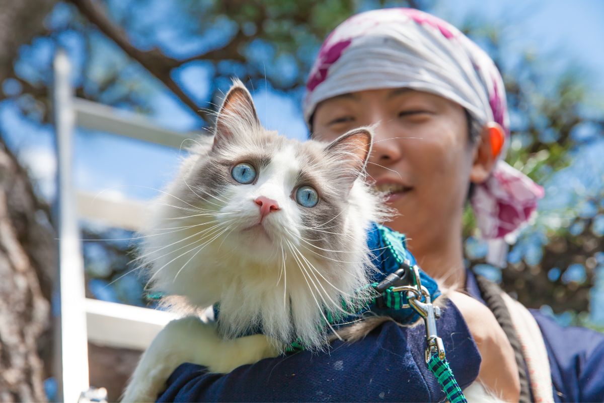 Which Are More Loved In Japan: Cats Or Dogs?
