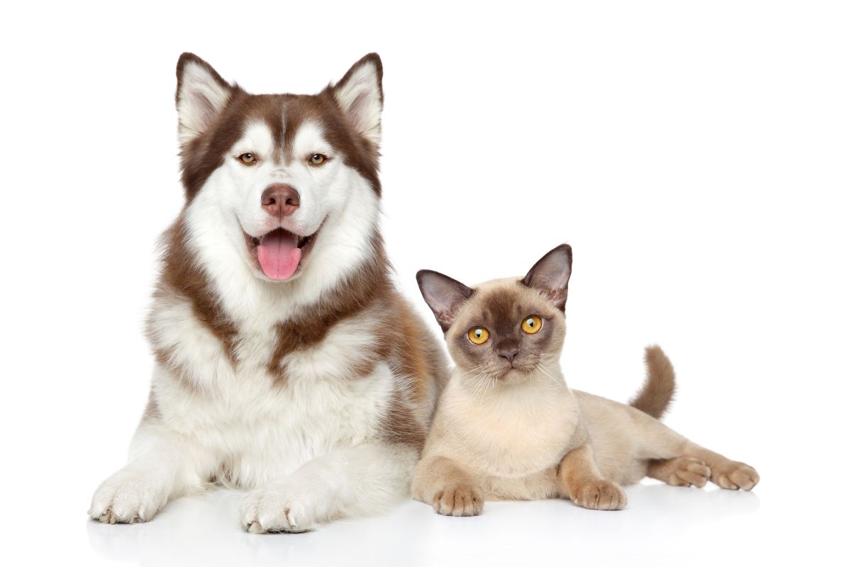 Which Are More Loved In Japan: Cats Or Dogs?
