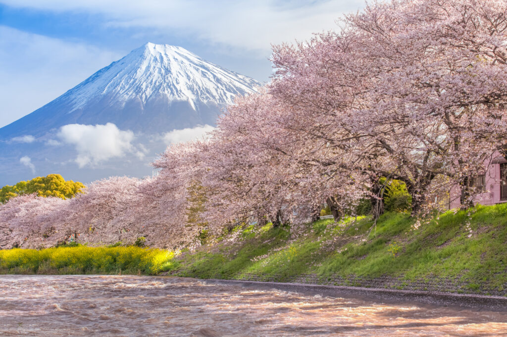 Japan in spring