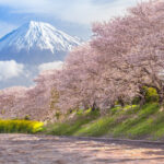 Top 12 Things to Do in Japan During Spring