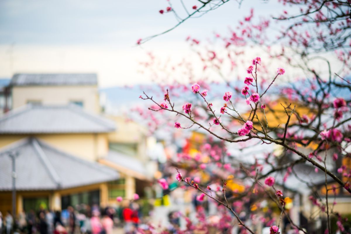 Does It Get Cold In Kyoto?