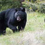 The Two Ferocious Bears In Japan: With Pictures And Facts