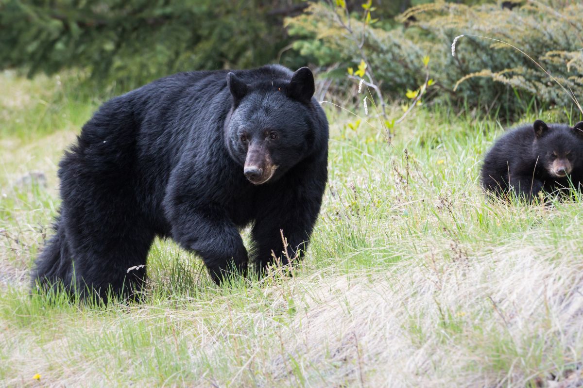 The Two Ferocious Bears In Japan With Pictures And Facts