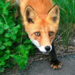 What Is A Half Human Half Fox Called? – Japanese Spirits 101