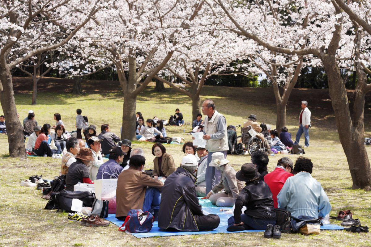 10 Reasons To Get Excited About Hanami (1)