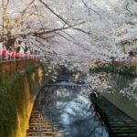 10 Reasons To Get Excited About Hanami
