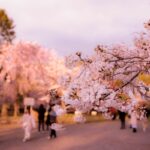 5 Cool Places To Celebrate Hanami In Sendai
