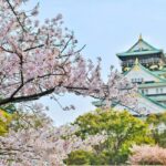 Cherry Blossoms In Japan: Meaning And Symbolism