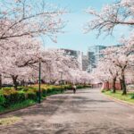 Cherry Blossoms VS Cherry Trees For Hanami: Key Differences