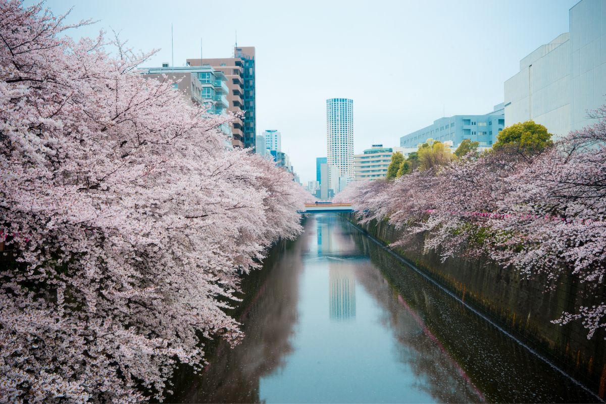 How Did Hanami Come About In Japan?