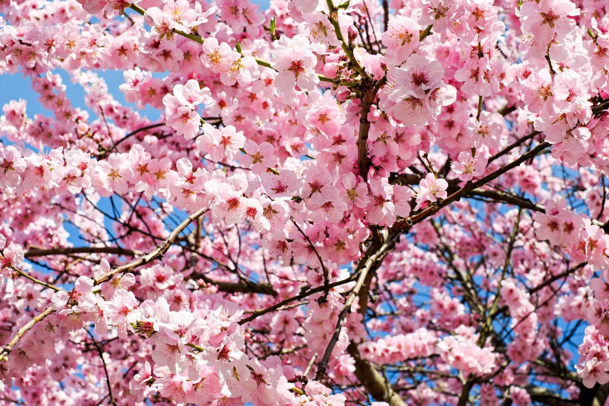 Why Do People Like To View Cherry Blossom Trees?