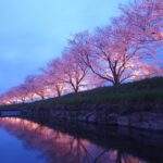 Budgeting For Cherry Blossom Season: Step-By-Step Guide