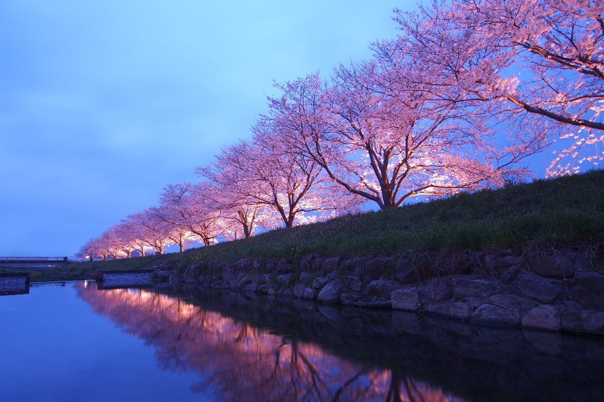 Budgeting For Cherry Blossom Season: Step-By-Step Guide