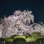 Cherry Blossom Season: Visiting Guide For Tourists