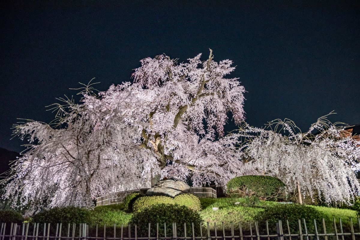 Cherry Blossom Season: Visiting Guide For Tourists
