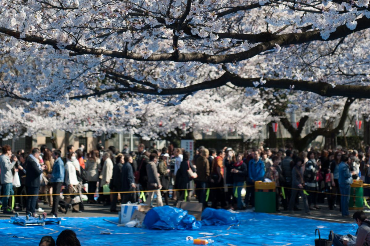 Cherry Blossoms In Yoyogi Park: All You Need To Know