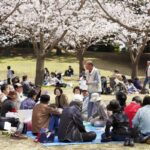 Hanami Manners: A Full Checklist Of The Dos And Don'ts