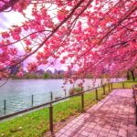 Historical Guide To Hanami: Cherry Blossoms Through The Ages