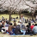 How To Hanami In Okinawa Like A Pro