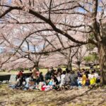 How To Picnic Like A Pro For Cherry Blossom Season