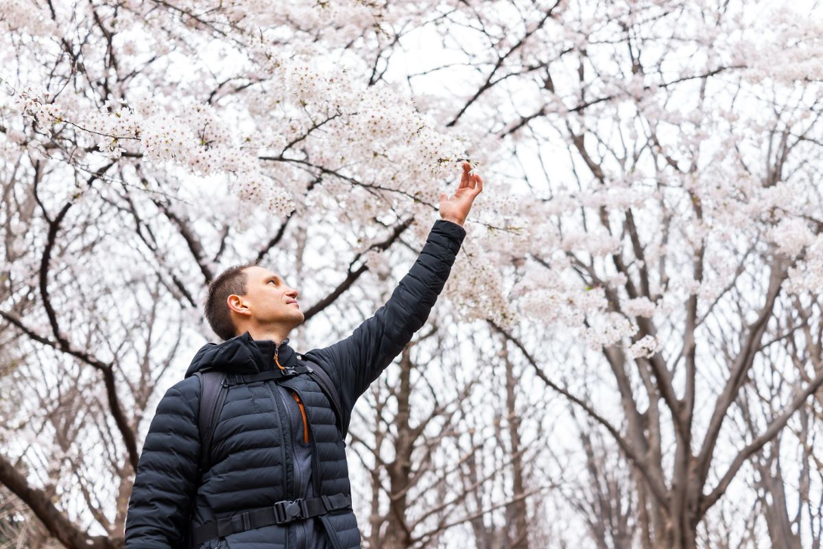 How To See Cherry Blossom In Yoyogi Park?