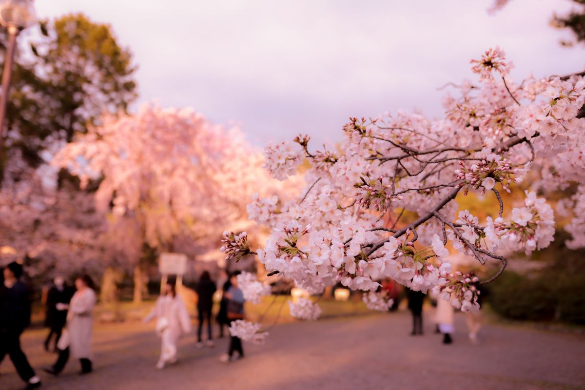 The First Cherry Blossom Viewing