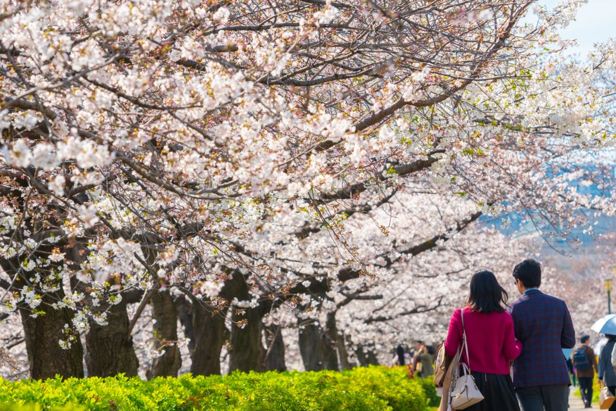 What Should You Bring To Hanami
